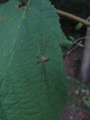Dicranopalpus