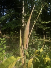 Asclepias exaltata