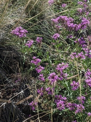 Glandularia wrightii