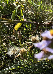 Tripolium pannonicum