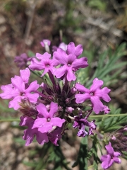 Glandularia wrightii
