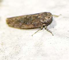 Paraphlepsius