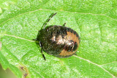 Peribalus strictus vernalis