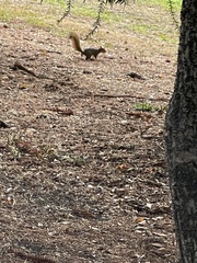 Sciurus