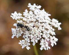 Eristalis hirta