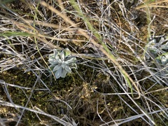 Antennaria parvifolia
