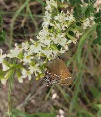 Callophrys gryneus