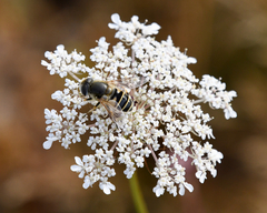 Eristalis hirta