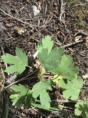 Ribes oxyacanthoides