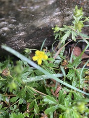 Potentilla argentea
