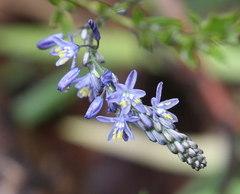 Caesia calliantha