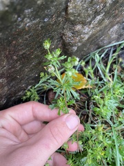 Potentilla argentea