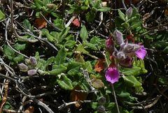 Teucrium divaricatum