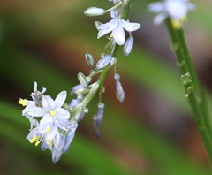 Caesia calliantha