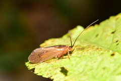 Anabolia nervosa