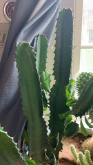 Euphorbia trigona