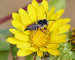 Coelioxys rufitarsis