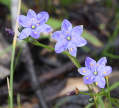 Caesia calliantha