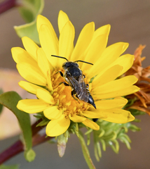 Coelioxys rufitarsis