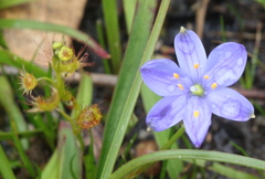 Caesia calliantha