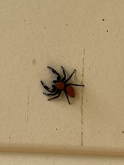 Phidippus apacheanus