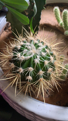 Kroenleinia grusonii