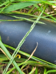 Muhlenbergia schreberi