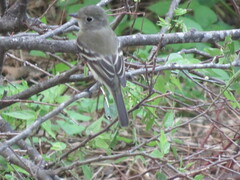 Empidonax minimus