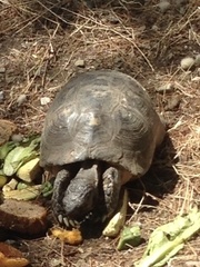 Testudo marginata