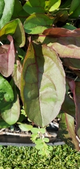 Magnoliopsida