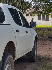 Eumomota superciliosa