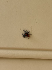 Phidippus apacheanus