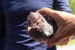 Patagioenas squamosa