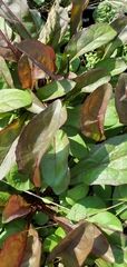 Magnoliopsida