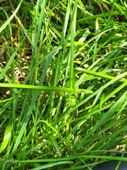 Muhlenbergia schreberi