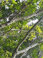 Eumomota superciliosa