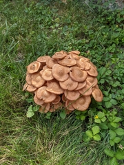 Desarmillaria caespitosa