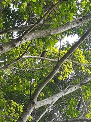 Eumomota superciliosa