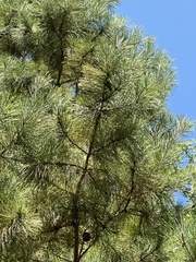 Pinus echinata