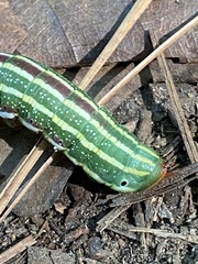 Lapara coniferarum