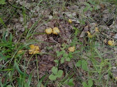 Cantharellus cibarius