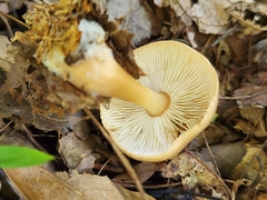 Rhodocollybia