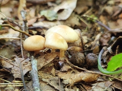 Rhodocollybia