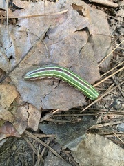 Lapara coniferarum