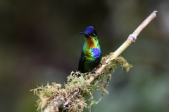 Panterpe insignis