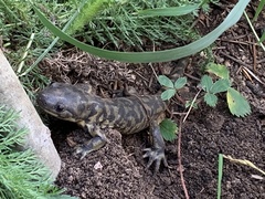 Ambystoma mavortium