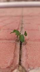 Euphorbia graminea