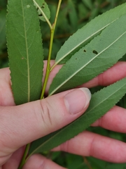 Salix euxina