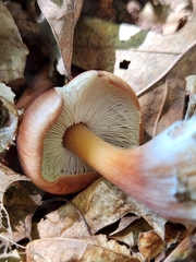 Rhodocollybia
