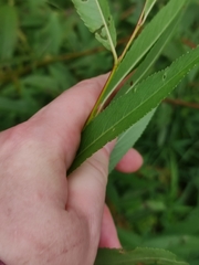Salix euxina